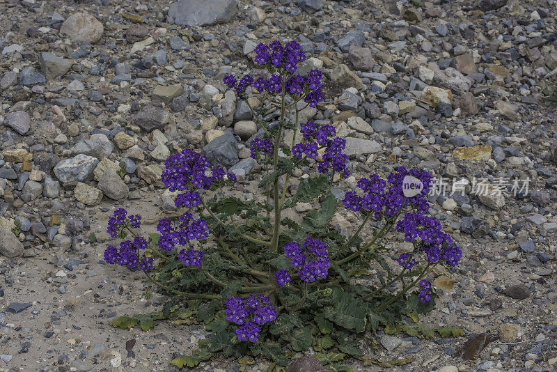 紫檀(Phacelia crenulata)是紫檀科琉璃苣科的一种开花植物。常称有圆齿月牙、锯齿叶天蝎草、锯齿叶月牙、裂叶野天蓼、天蓼月牙，产于死亡谷